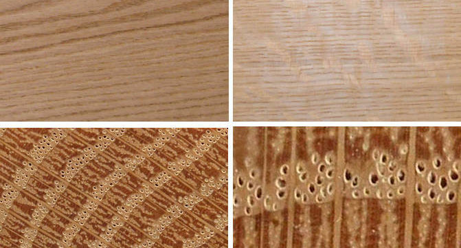 wood identification